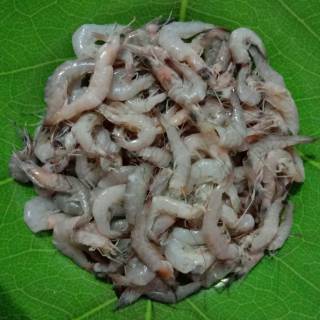 

udang baby 500 gram