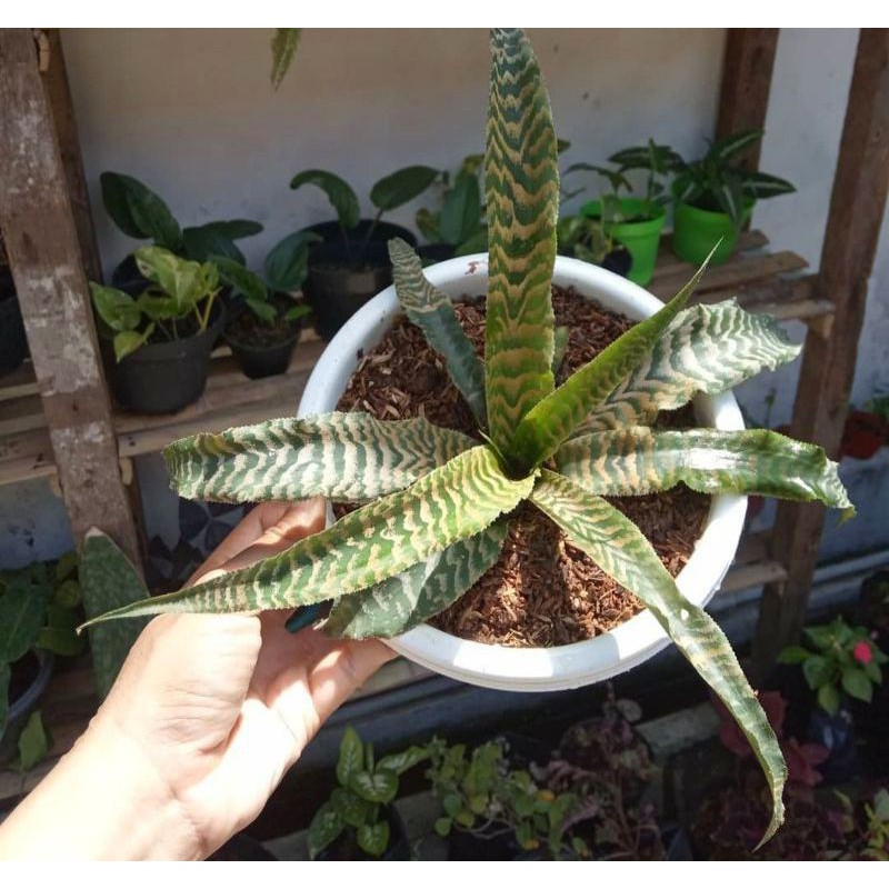 TANAMAN HIAS SANSIVERA TOKEK ARMY