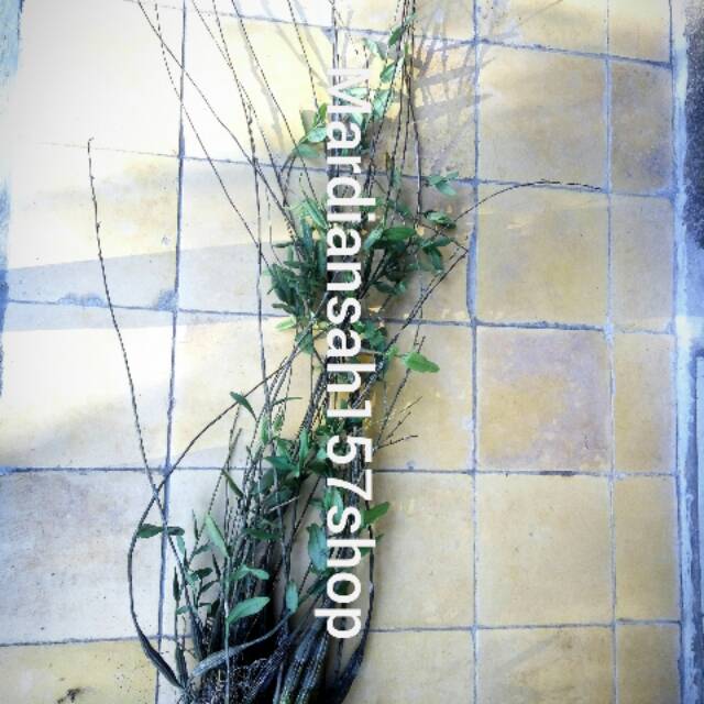 ANGGREK SUPER BESAR SIAP BERBUNGA/anggrek super/anggrek siap berbunga