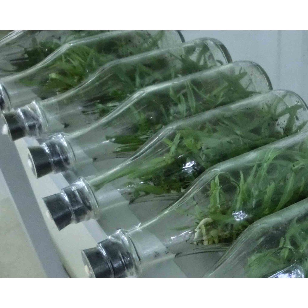 bibit anggrek botol dendrobium keriting, cattleya, bulan, vanda isi 30 - 40 usia 3-5 bulan botol 2