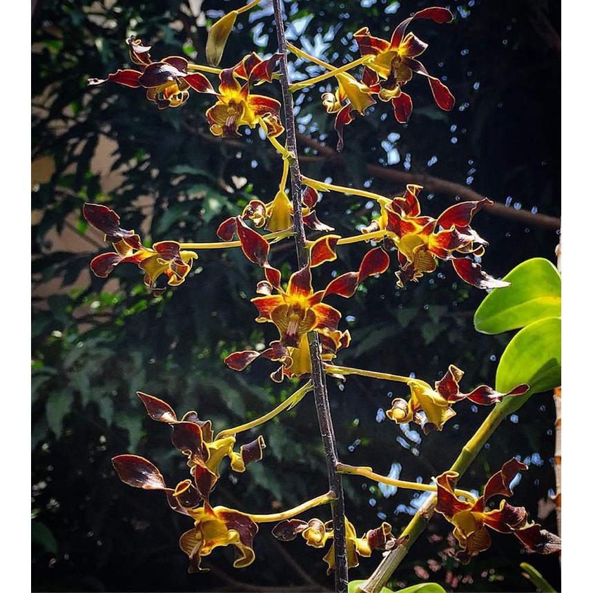 Remaja Anggrek Dendrobium Ly Remaja Hitam