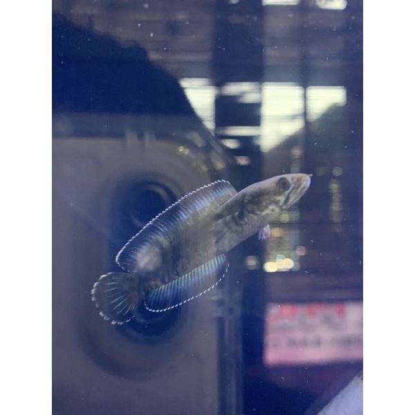 Andrao size 8-10 cm single tank (garansi )