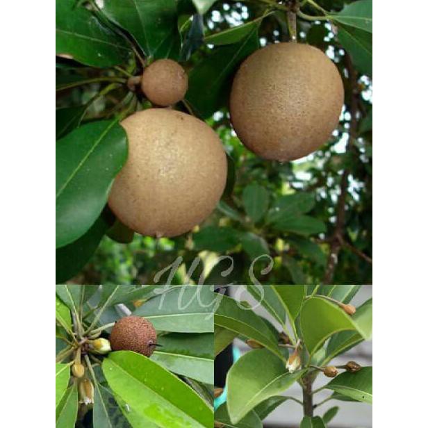 Freong Tanaman Buah Sawo Manila Kondisi Berbuah & Berbunga *_*