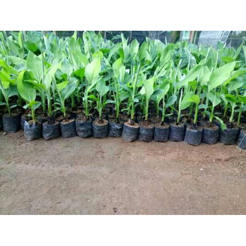 bibit pisang  ambon  warangan