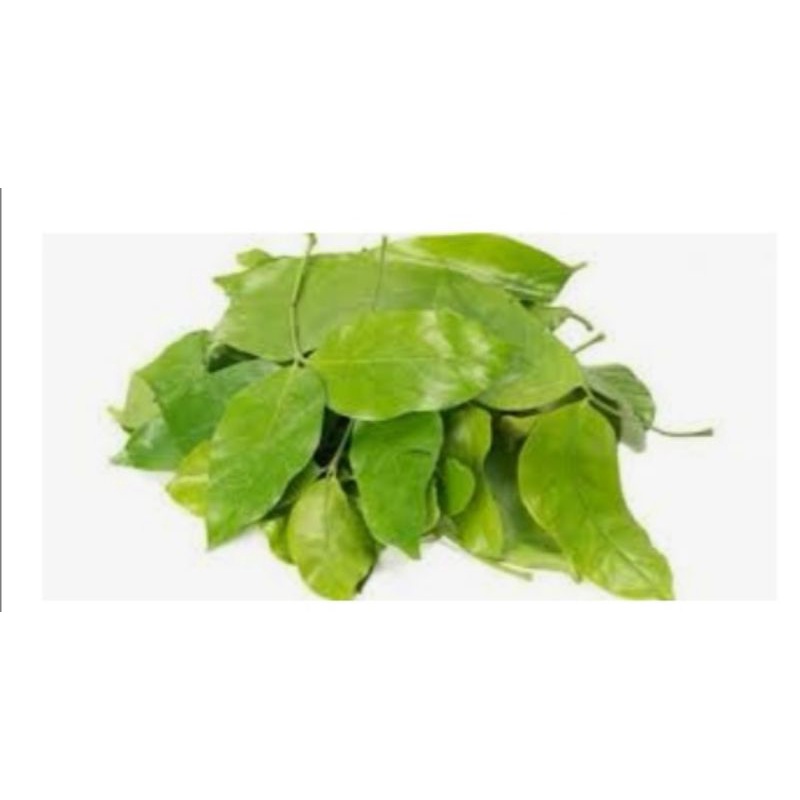

Daun melinjo fresh