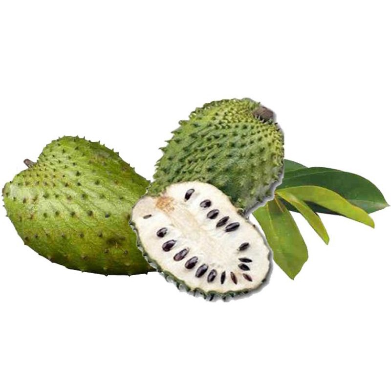 Benih Biji Buah Sirsak F1 5BIJI