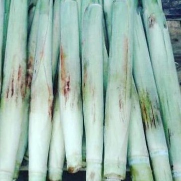 

1kg TURUBUK / TELOR TEBU/KEMBANG TEBU ENDOG /DELOWAKO 1kg New promo