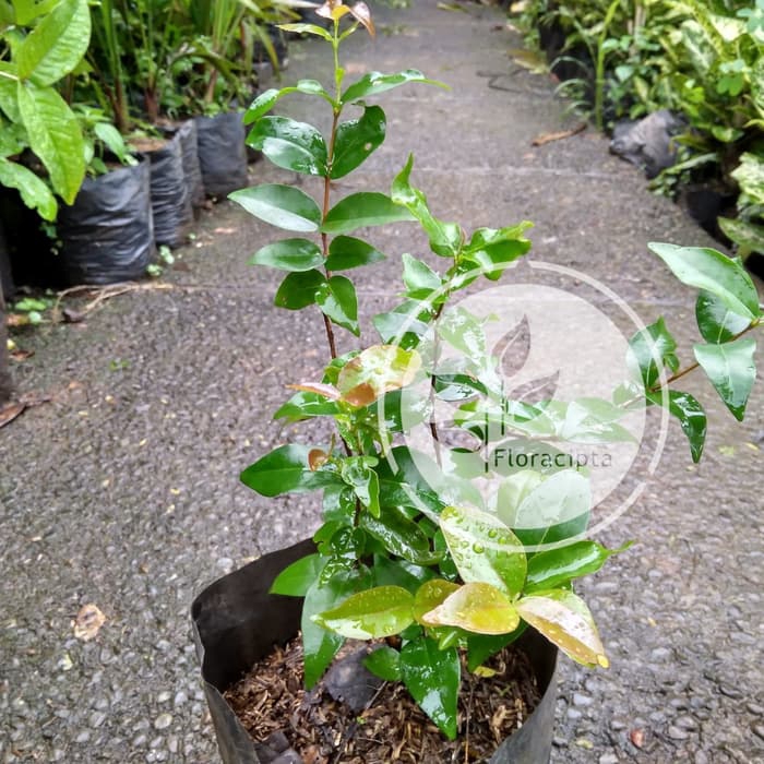 Bibit dewandaru - pohon buah dewandaru bibit unggul