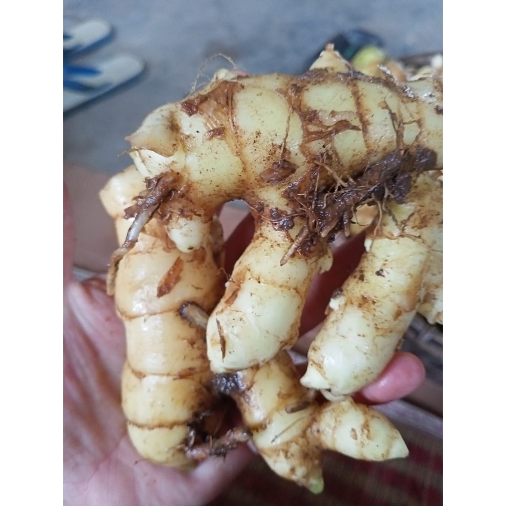 

kunyit putih segar 1 kg langsung ambil dari hutan asli organik herbal CURCUMA ZEDOARIA