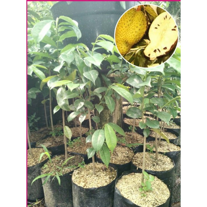 3 Bibit Buah Sirsak Kuning Golden Okulasi