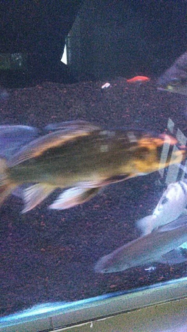 Kemeja/baju Batik Pria Lengan Panjang Furing