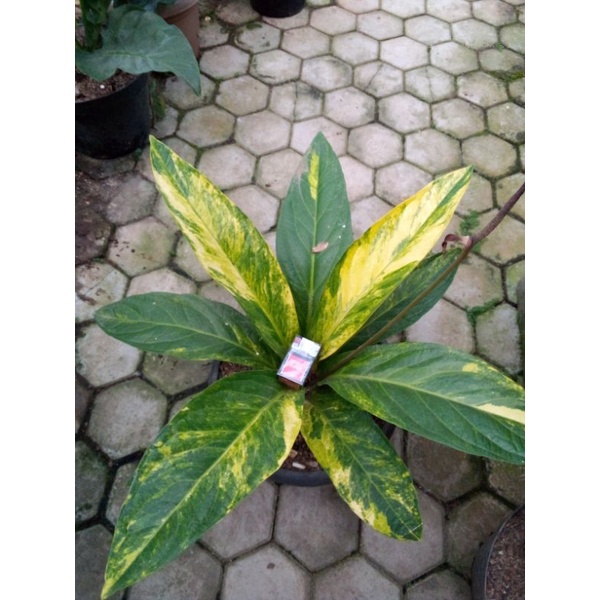 induk jemani mawar Varigata