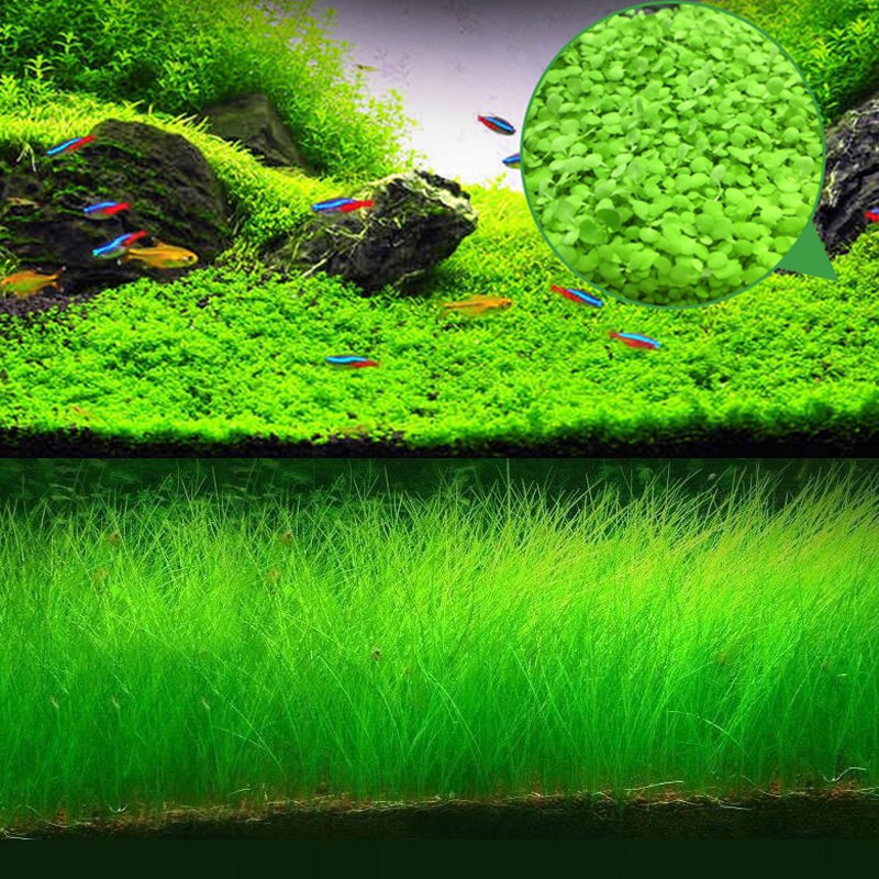 Bibit Rumput Air Dekorasi Aquarium Tanaman Hias Aquascape Akuarium Natural Landscape Ornament