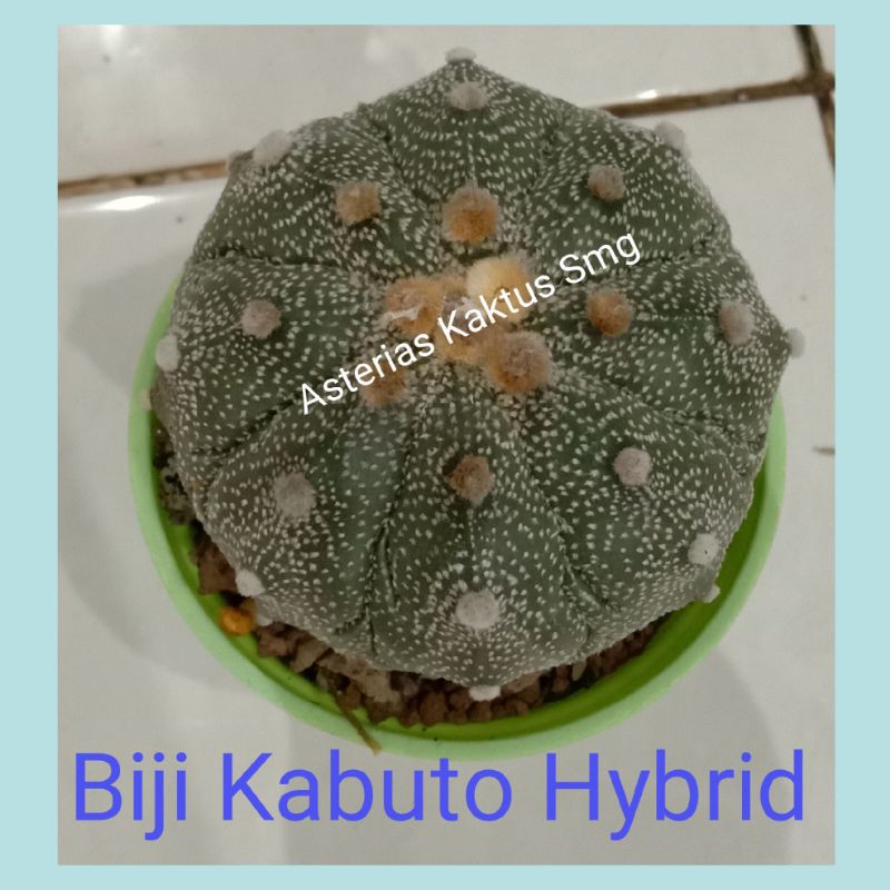 Biji Kaktus Astro Astrophytum Kabuto Hybrid