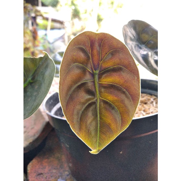 Cuprea, Keladi Tengkorak