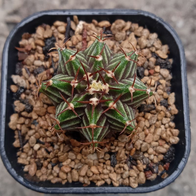 kaktus gymnocalycium