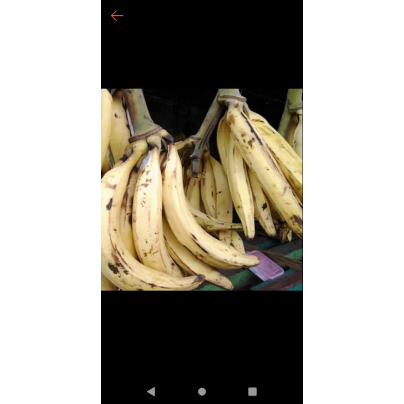 

PISANG TANDUK 3 BIJI