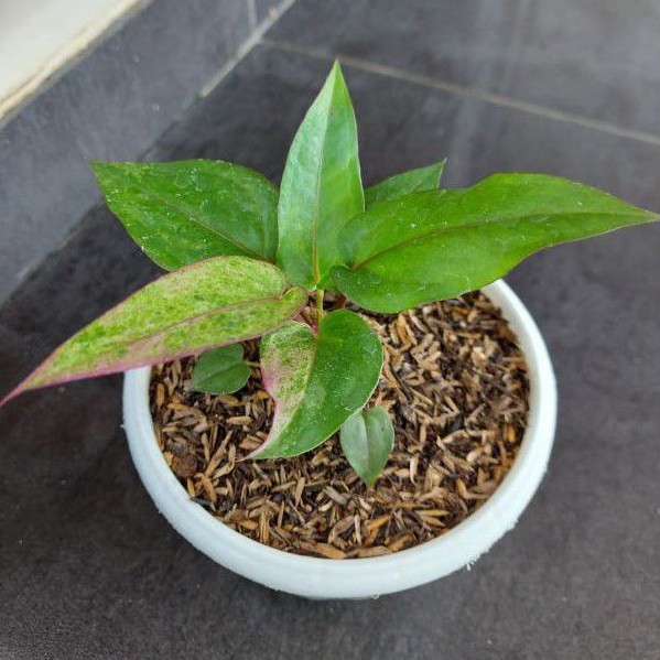 Anthurium Hokeri Pink (LANGKA)
