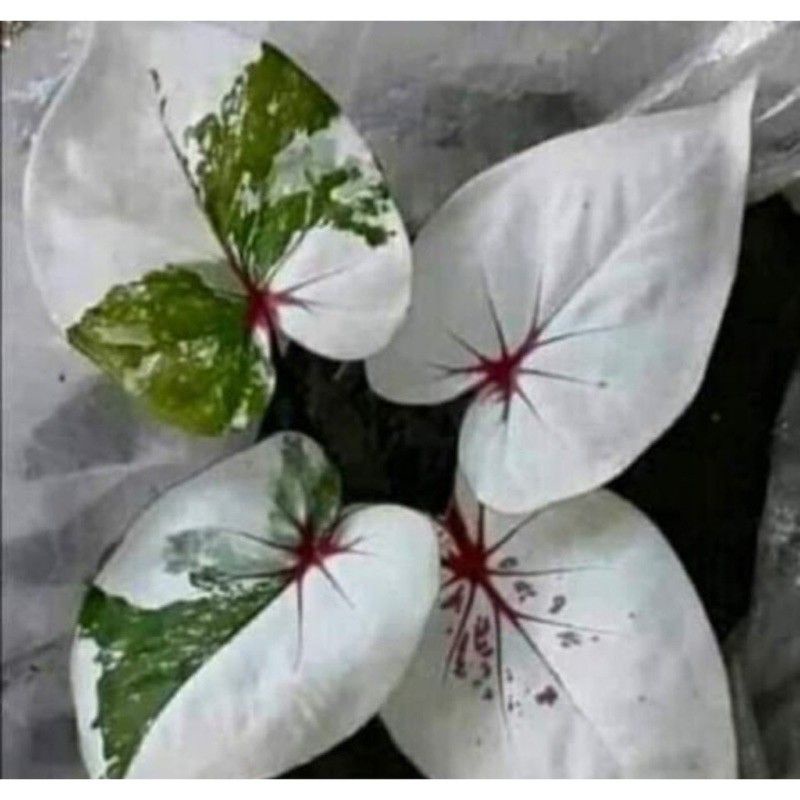 PROMO Umbi Caladium seven diamond - keladi hias hybrid import thailand murah