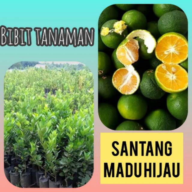 Bibit Jeruk Santang Madu Hijau | Shopee Indonesia