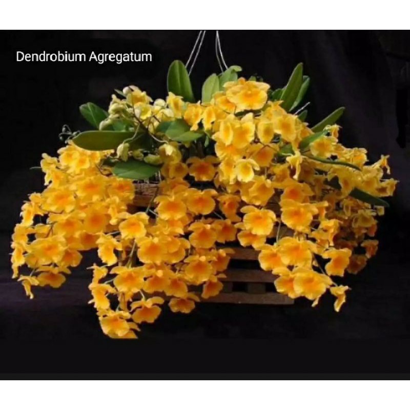 dendrobium Agregatum