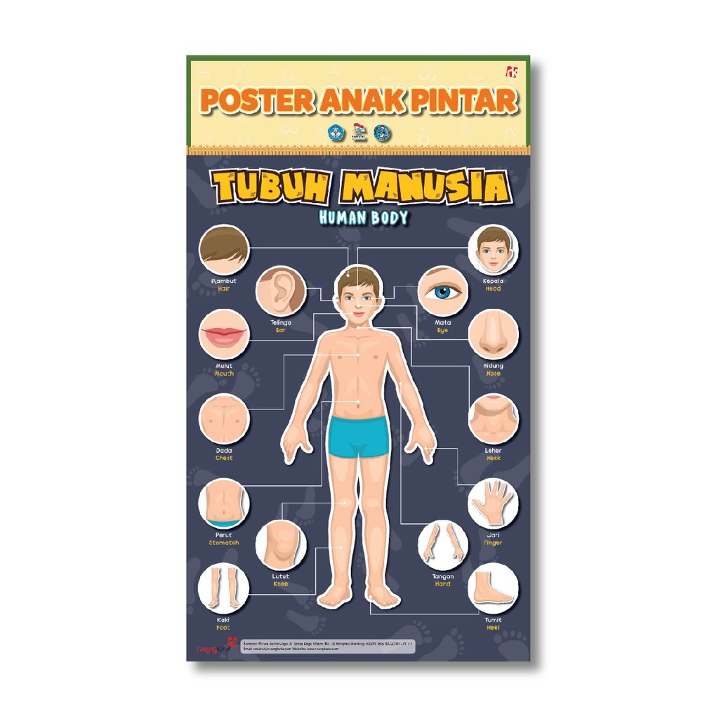 POSTER ANAK PINTAR; TUBUH MANUSIA