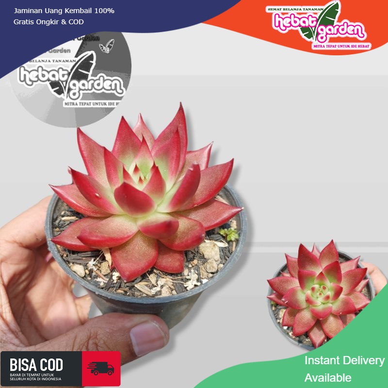 Echrveria Agavoides Frank Reinelt