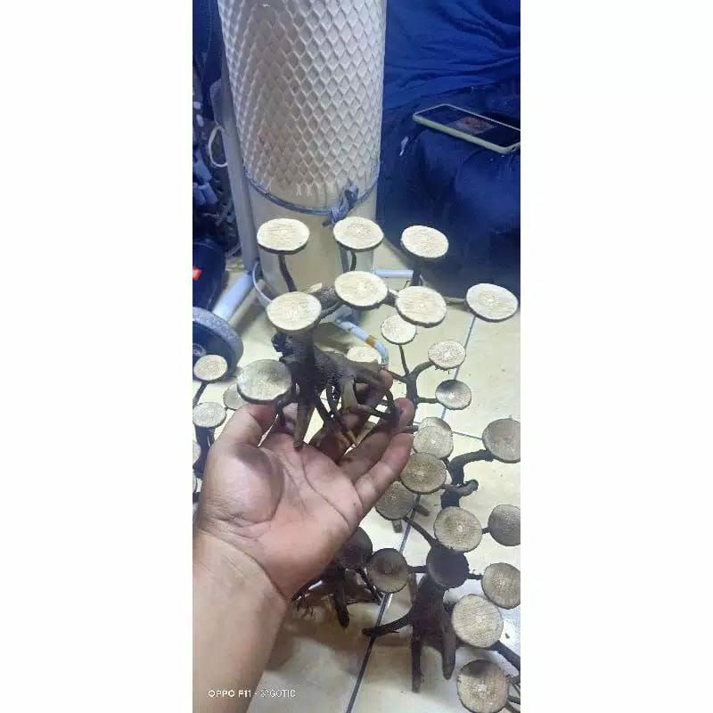 BONSAI AQUASCAPE MURAH | BONSAI SENGGANI AQUASCAPE