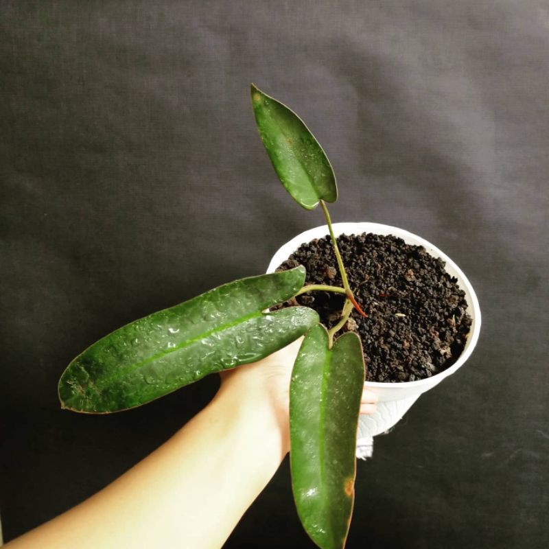 philodendron atabapoense