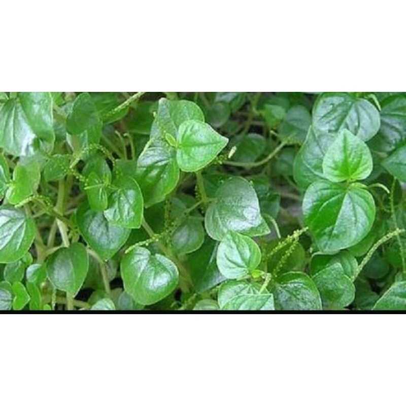 

DAUN SIRIH CINA MURAH (1KG)