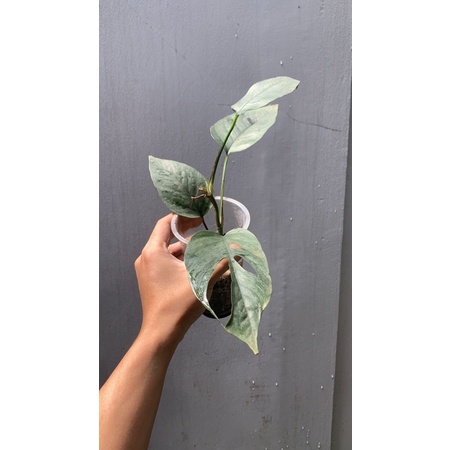 epipremnum cebu blue F1