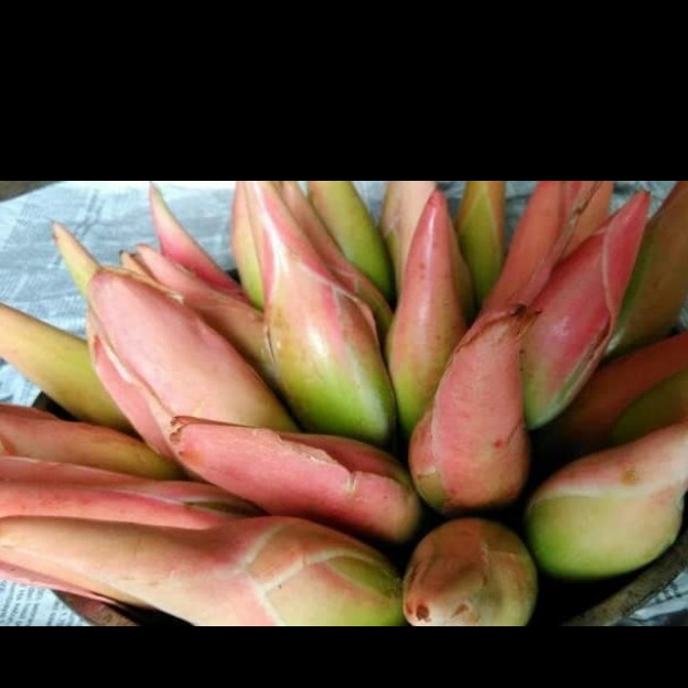 

Bunga Kecombrang 250gram Kincung Rombeh