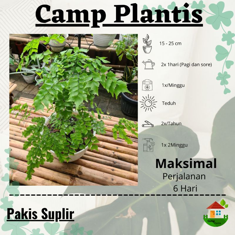 Tanaman suplir - pakis suplir