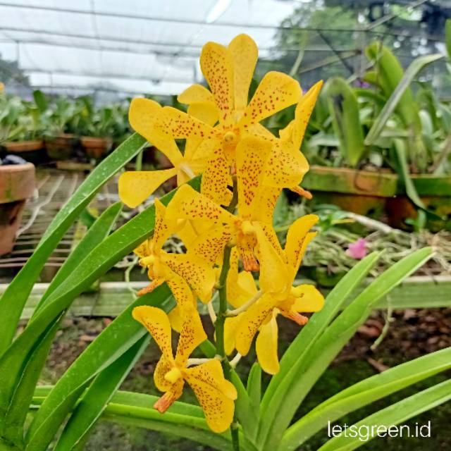 Anggrek Vanda Mokara Moonlight