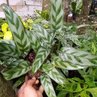 Jual Tanaman Calathea Bachemiana Shopee Indonesia