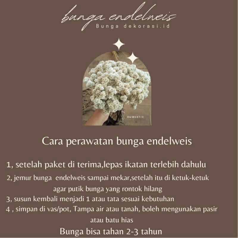 ^20 Tangkai^ Bunga Edelweis | Bunga Adelweis Natural | Budidaya Bunga Kering Abadi ™