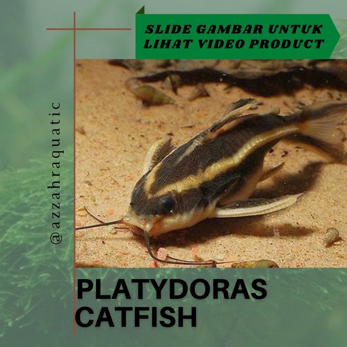 Platydoras Catfish