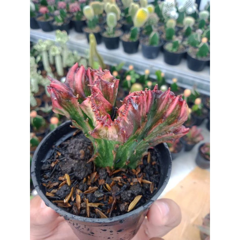 Kaktus - sukulen - euphorbia - euphorbia lactea cristata - lactea merah cristata merah