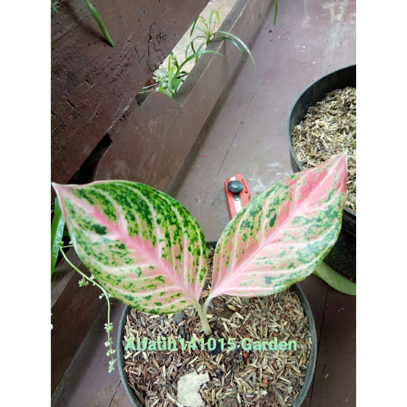 tanaman hias aglonema rindu-bibit pohon aglonema rindu-aglaonema rindu-aglo rindu tanaman hias-rindu