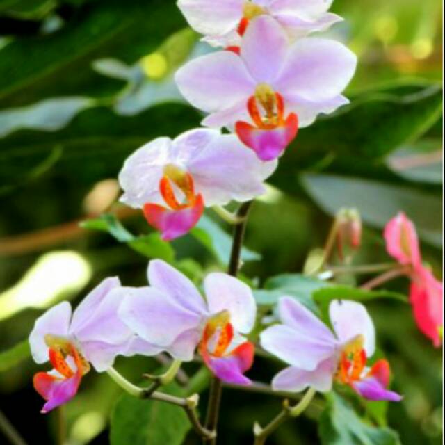 Tanaman anggrek bulan doritis  dorotis