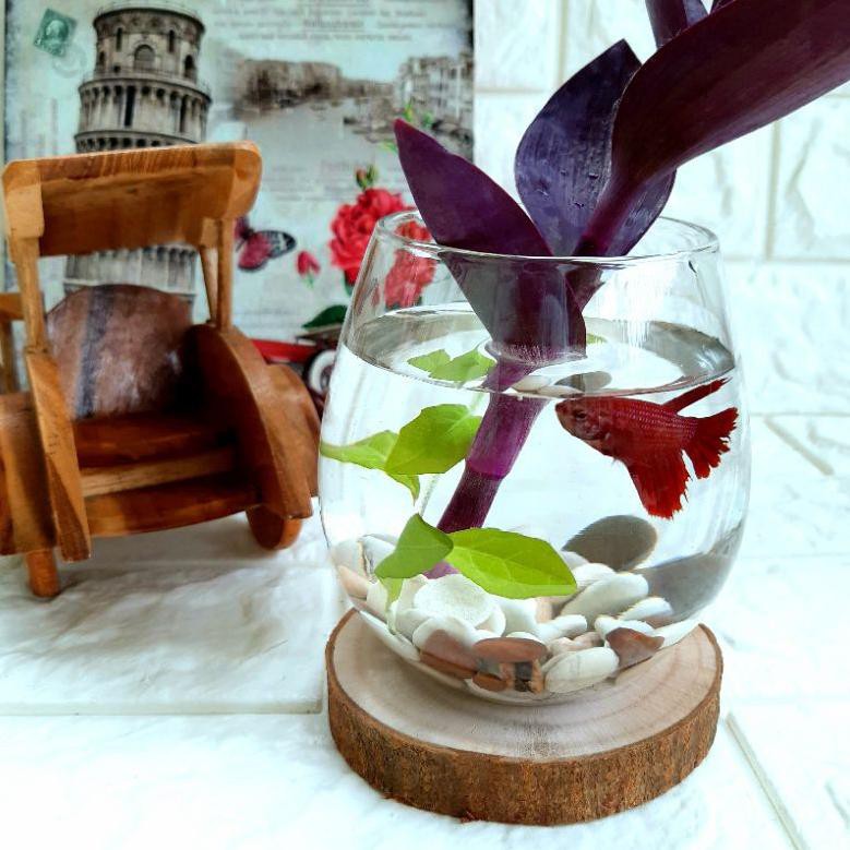 Pn8> Aquarium Mini Ikan Cupang Aquarium Kaca Unik FREE Tatakan Kayu dan Batu Hias Vas Bunga Terrariu