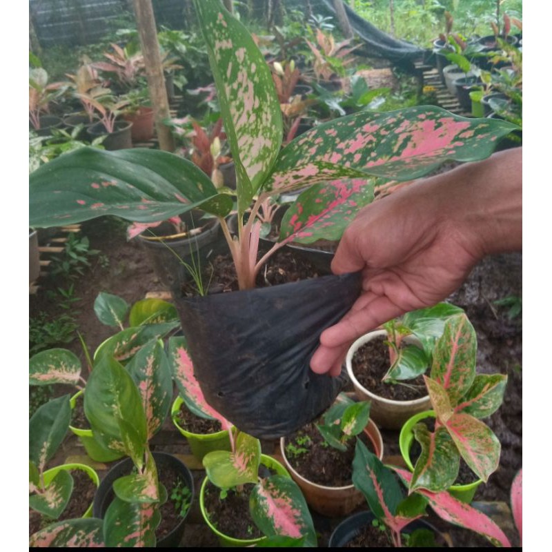 aglonema ruby batik / aglaonema batik