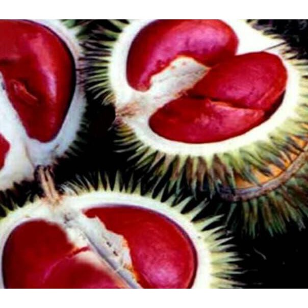 Terlaris Bibit Tanaman Hidup Pohon Buah Durian Merah Langka J1