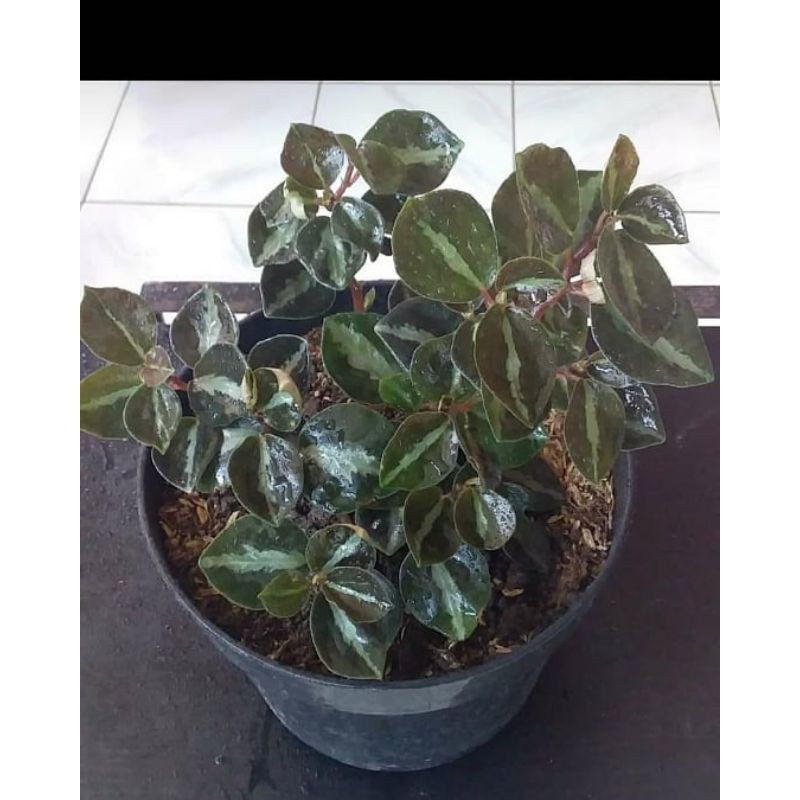 Tanaman metalica - hiasan taman - metalica.