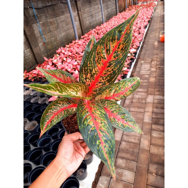 [✅COD] AGLONEMA HOT LADY - (AGLONEMA REMAJA)/ BUNGA / AGLONEMA IMPORT WARNA MERAH MURAH