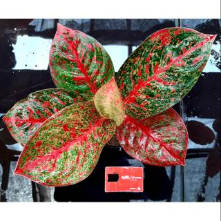 Bibit aglonema  RED LEGACY Shopee Indonesia