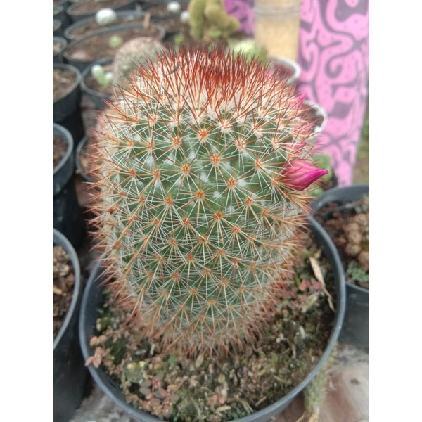 kaktus import/kaktus murah/kaktus pasaman/kaktus ownrout