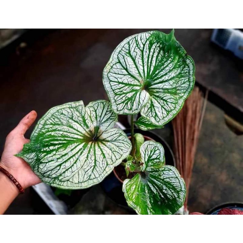 Tanaman hias caladium white srikandi (daun ganda)
