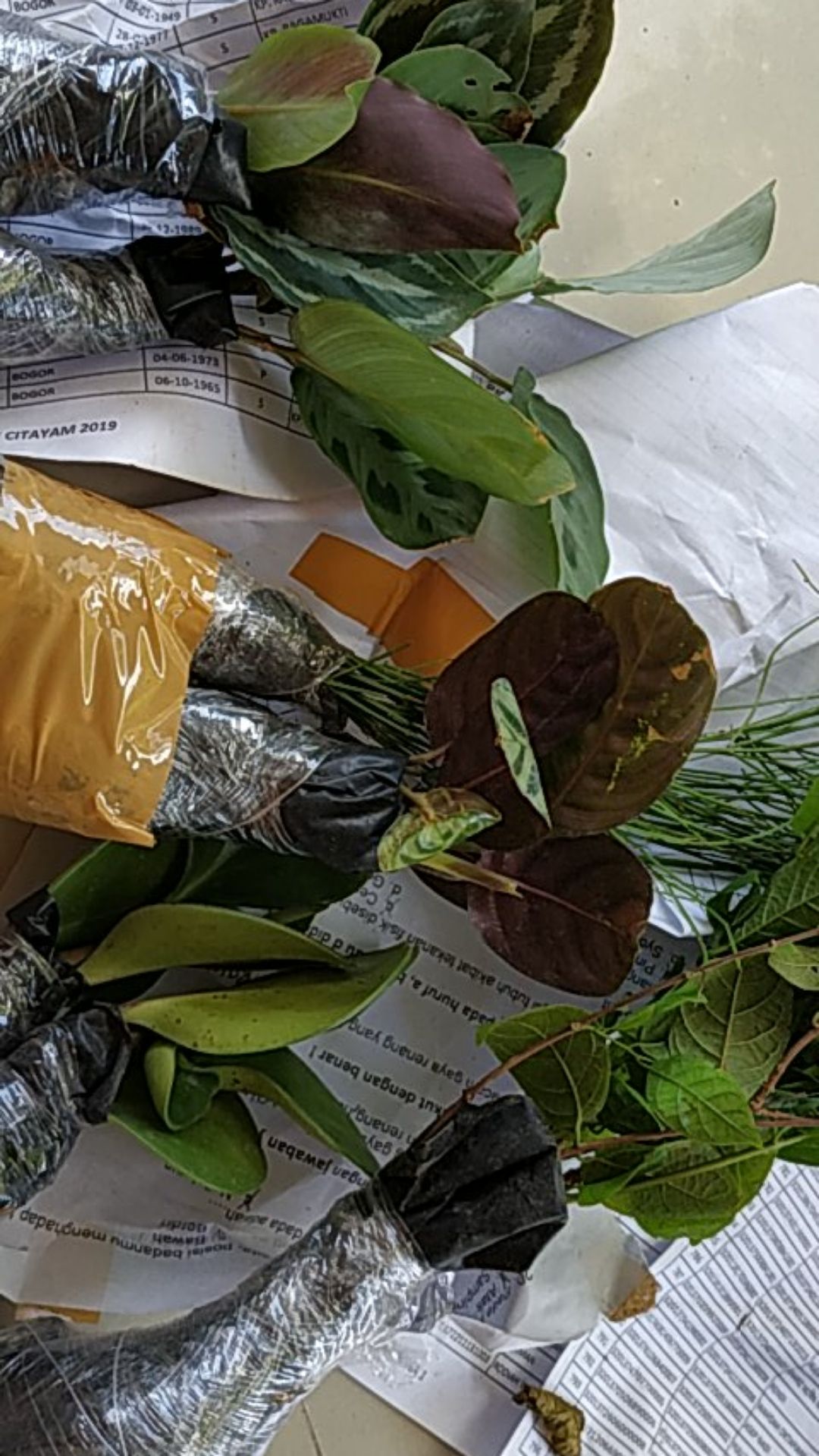 Tanaman hias calathea tissue calathea tisu Kalathea Tanaman hias calathea tissue calathea tisu Kalathea