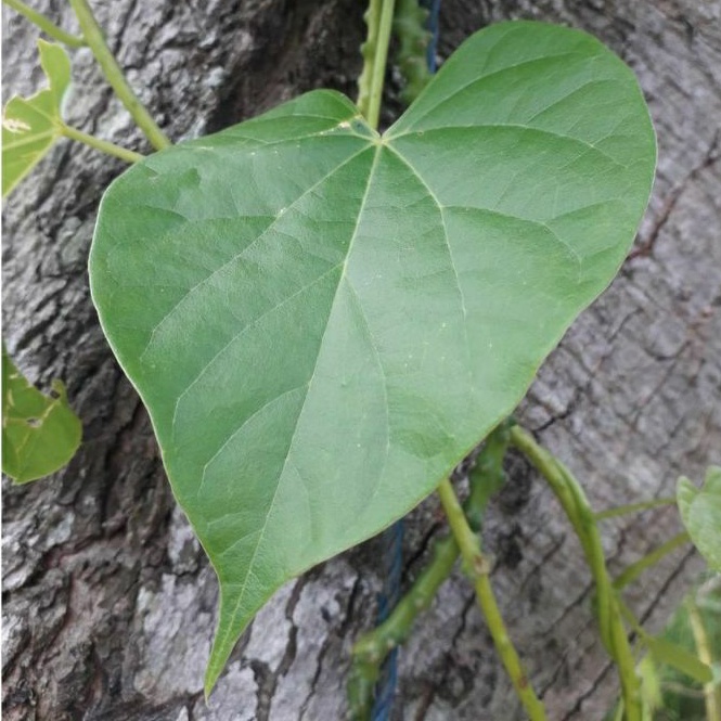 

25 DAUN FRESH bratawali, daun bratawali herbal fresh petik.